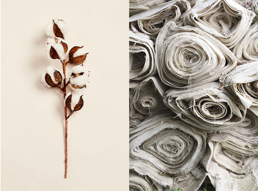 A cotton branch in bloom. Bolts of cotton fabric seen from above.