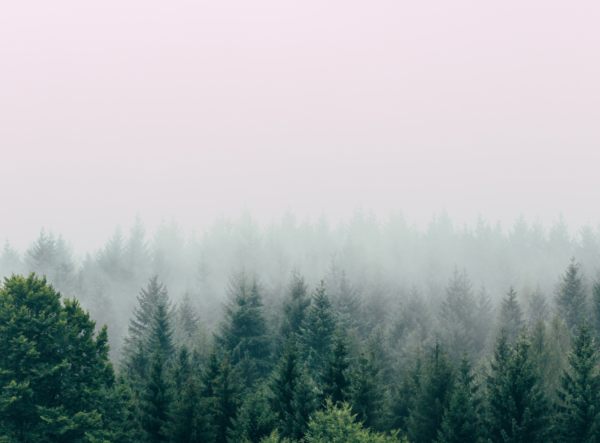 Une vue d'ensemble d'une forêt brumeuse.