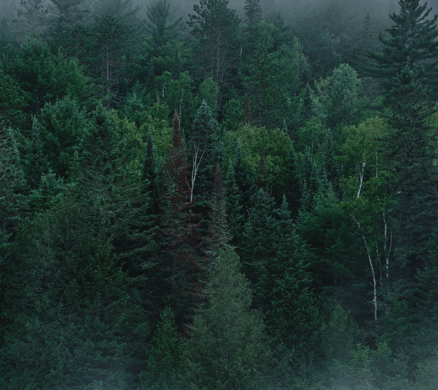 Vue d'ensemble d'une forêt verdoyante.